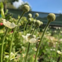 Anemone parviflora 